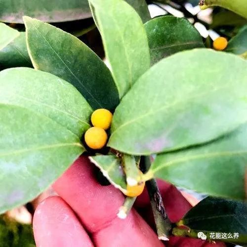 新手用金豆做盆景制作方法可参考