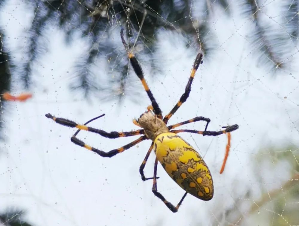 朝阳人警惕!大凌河景区出现大量剧毒金丝蛛