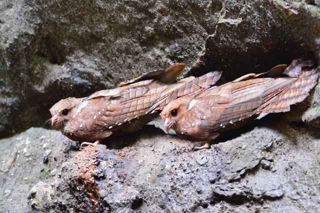 这种鸟被誉为行走的油包,尽管吃素但因为太胖,常被捉来熬油