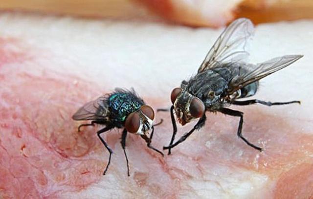 苍蝇在地球上到底有什么用?如果被人为灭绝会有什么严重后果吗?