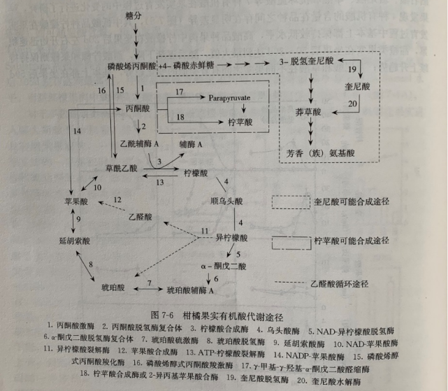 在線粒體中,糖分通過糖酵解合成丙酮酸,草酰乙酸和乙酰輔酶a,在檸檬酸