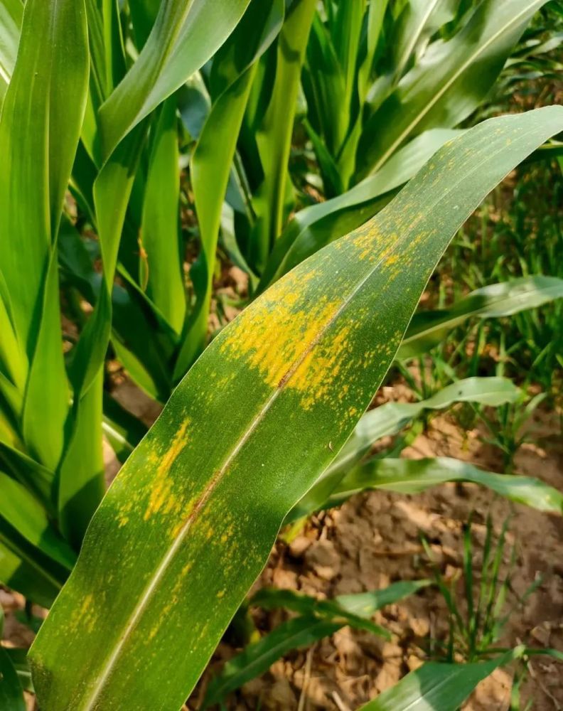 玉米地发现锈病黄疸