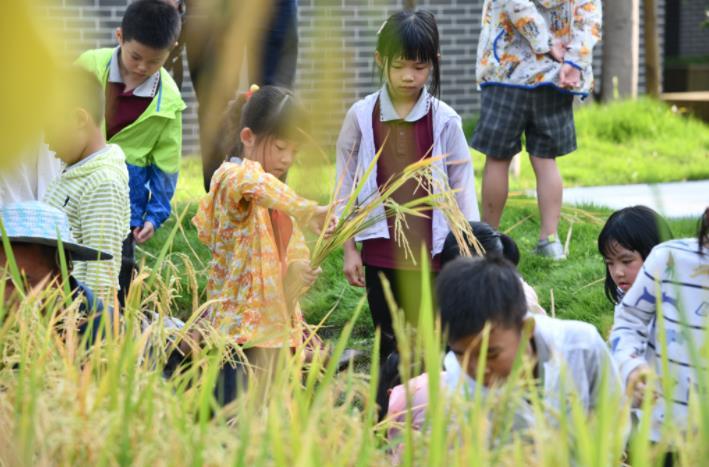 体验秋收的快乐播下粒粒皆辛苦的种子两江新区青禾童心校园里水稻开镰