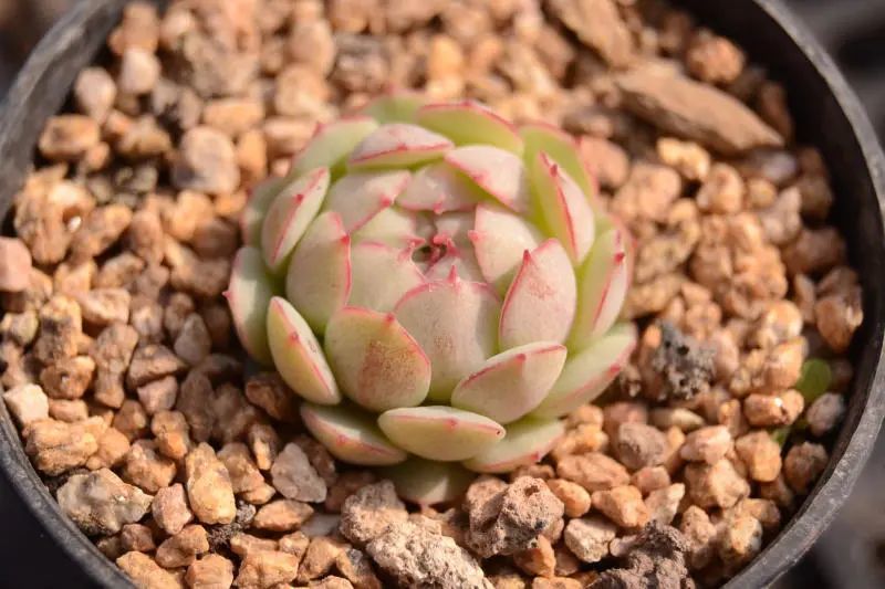 "小夜曲"景天科拟石莲花属多肉植物,小型种园艺杂交品种