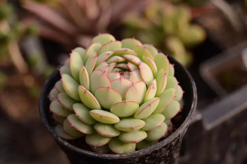 "小夜曲"景天科拟石莲花属多肉植物,小型种园艺杂交品种