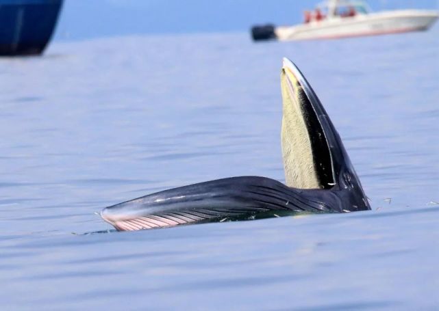 深圳人以后还能看到近岸布氏鲸吗?