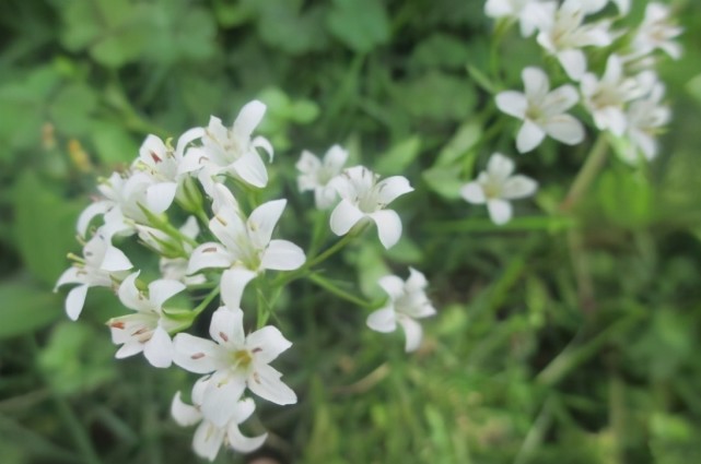 这种水边星宿花,虽柔弱,却娇美,小到近视眼难看清,你有见过吗