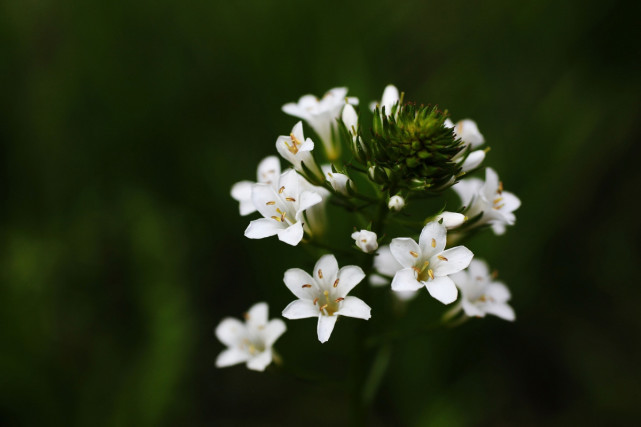 这种水边星宿花虽柔弱却娇美小到近视眼难看清你有见过吗