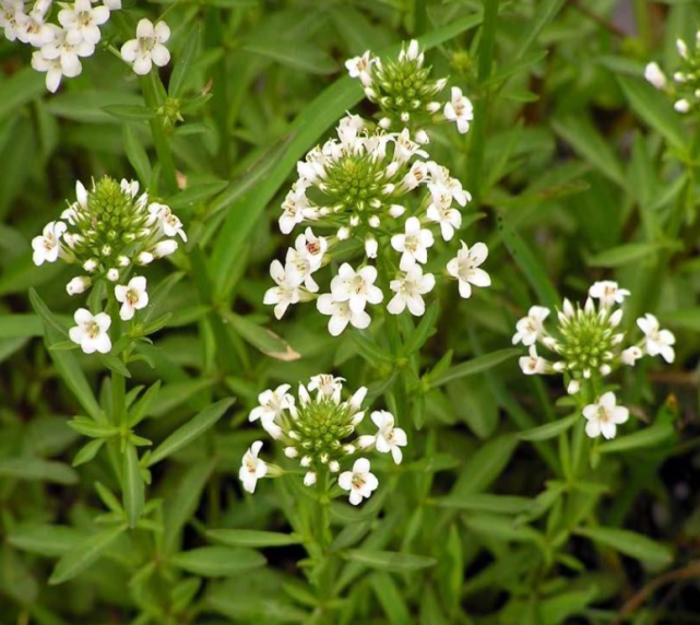 这种水边星宿花虽柔弱却娇美小到近视眼难看清你有见过吗