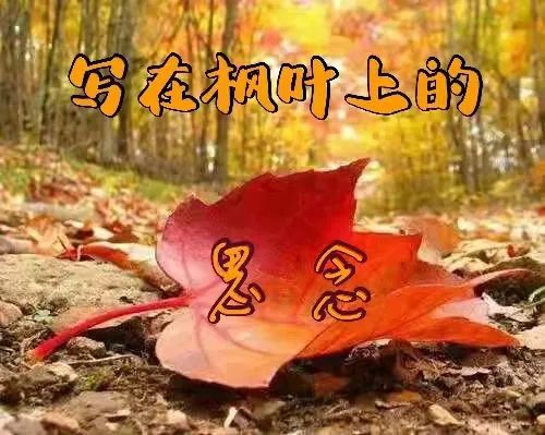 【原创】内蒙古|洪金花:写在枫叶上的思念