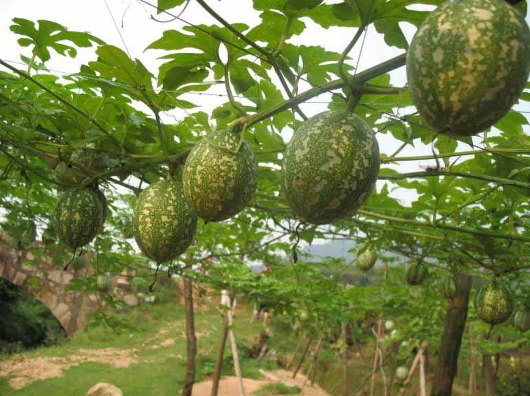 瓜蒌的功效与作用瓜蒌怎么吃