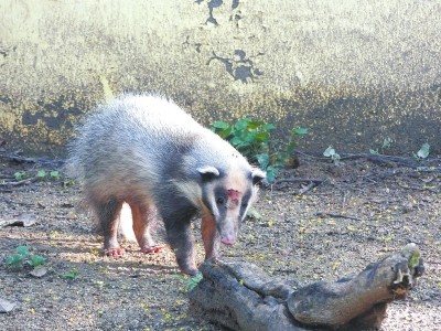 少年闰土中抓的猹闯入了郑州闹市居民家里