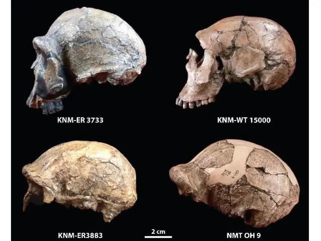 匠人(左上角),直立人的头骨化石直立人复原图,眉脊明显早期智人的眉