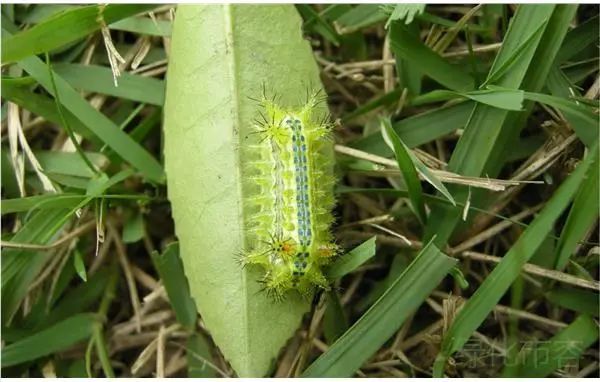 威风凛凛的螳螂外貌花哨的"花姑娘"浑身带刺的"洋辣子"如栖息着许多的