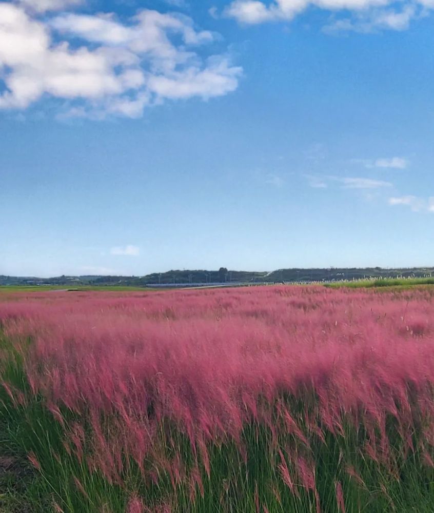 成都粉黛花海上线!小众无门票!1h跑拢!还能赏花,露营,钓鱼,看飞机!