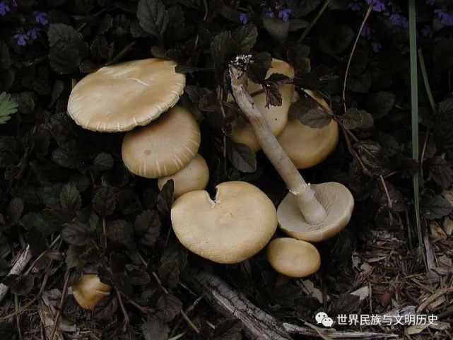 【地球生物全系列—从单细胞到人类】伞菌目—粪锈伞科