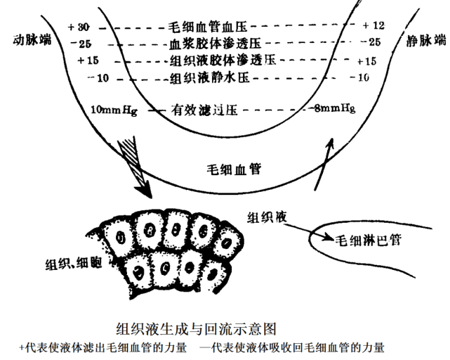 【知识解析】人体怎么就发生组织水肿了?67