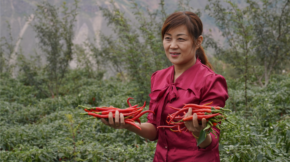 甘肃陇南市武都区:辣椒红了_腾讯新闻