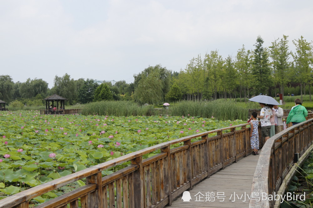 大美,河畔上的风情之地——威海羊亭公园