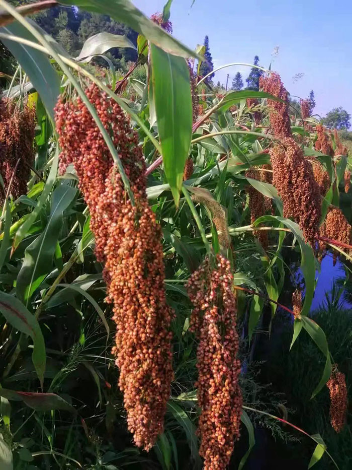 高粱红了日子火了荔波的农民笑了