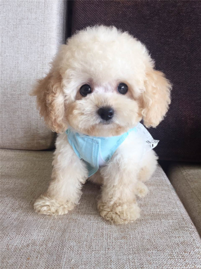 母泰迪|狗狗|幼犬|小奶狗