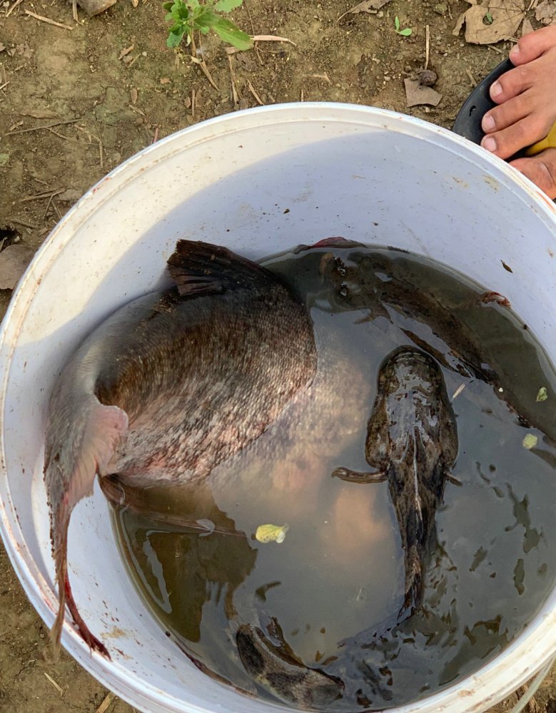 這三條怪魚看起來有些像黑魚,又有些像是農村水溝裡常見的