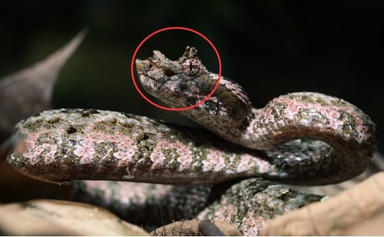 浙江发现一条奇蛇,头上长有"龙角",还有剧毒_腾讯新闻