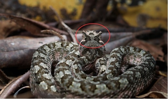 浙江发现一条奇蛇,头上长有"龙角",还有剧毒_腾讯新闻