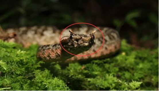 浙江发现一条奇蛇,头上长有"龙角",还有剧毒_腾讯新闻