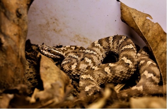 浙江发现一条奇蛇,头上长有"龙角",还有剧毒_腾讯新闻