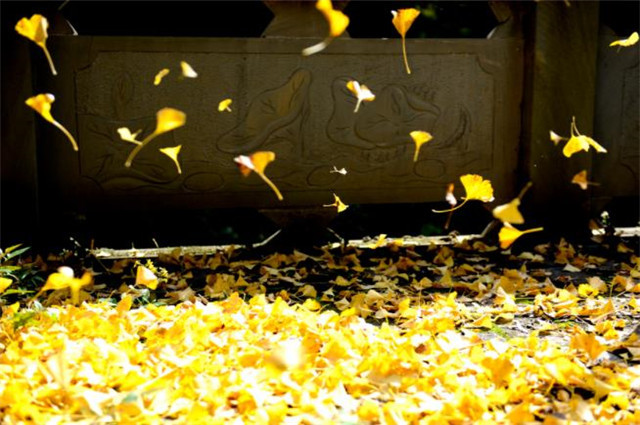 七首落叶古诗,不一样的落叶情怀,让你领略静美明丽的秋色