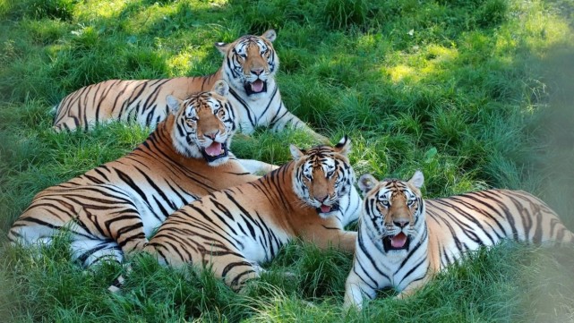 从最初的12只纯种东北虎,经过34年的发展,现已繁育活体东北虎1100余只