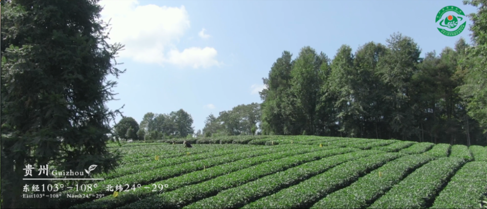 "贵州绿茶"地理标志宣传片"出炉"啦～带你领略"贵州绿茶"的魅力