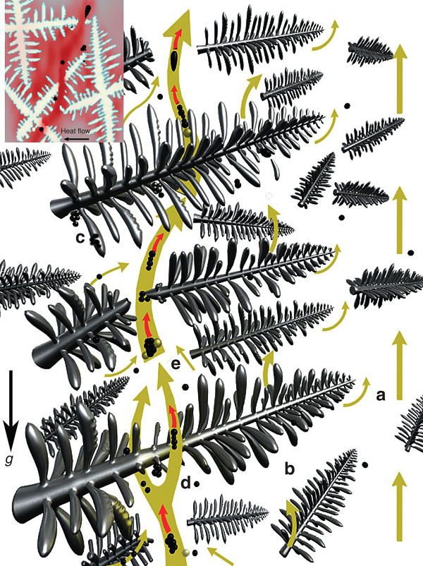 树枝晶的生长过程图片