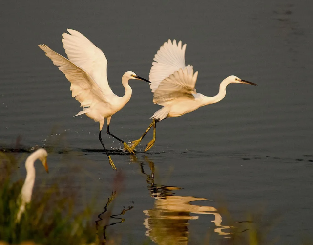 西峡老鹳河的白鸟鹳鹭鹤