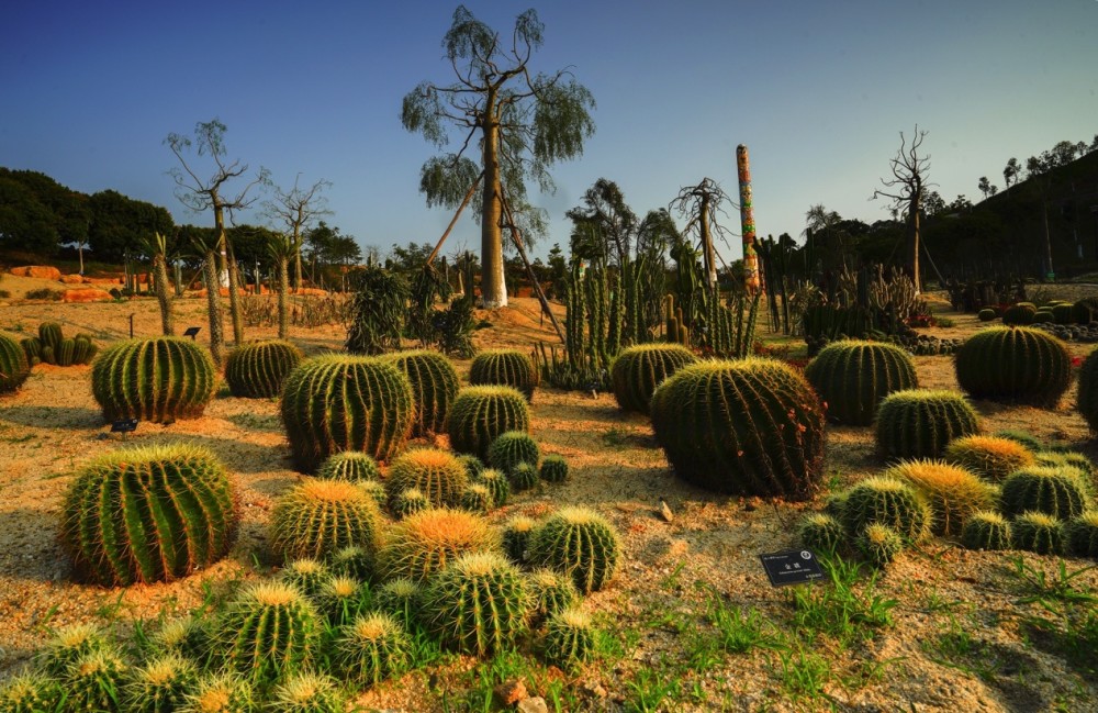 旱生植物特点个矮茎壮皮厚肉实很好养活水多了还易腐烂