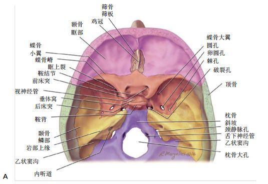 超清圖解鼻竇及顱底ct解剖