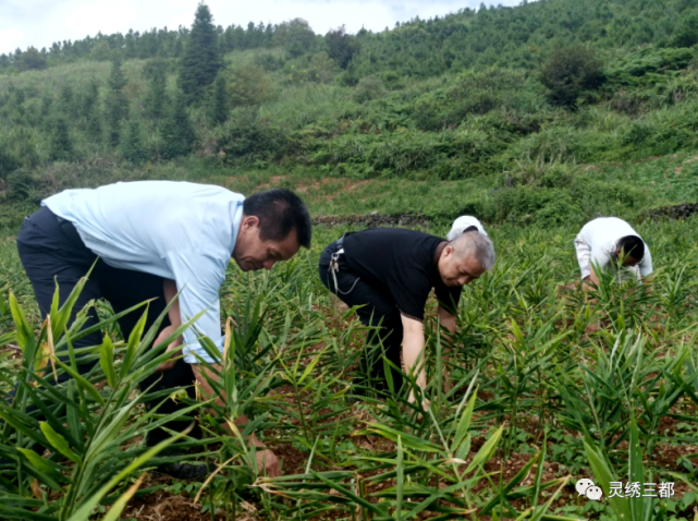 【走進鄉村看小康】周覃鎮:生薑種植助力鄉村振興