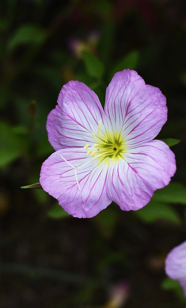 见月开花,天亮调谢,故名月见草