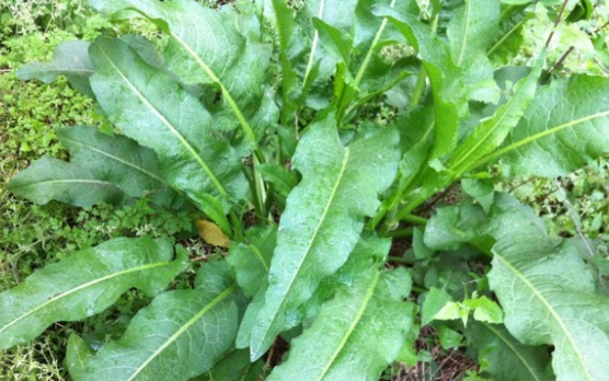 常生于路边,叶似牛舌头,根部含有"黄金",人送外号"金不换"|草药|农村