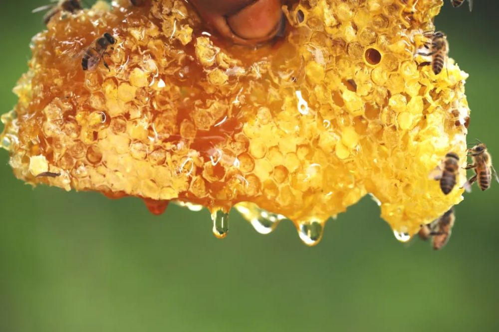 【大师的菜】这才是正真的野生蜂蜜,陈年封盖,深山密林,原蜜难寻!