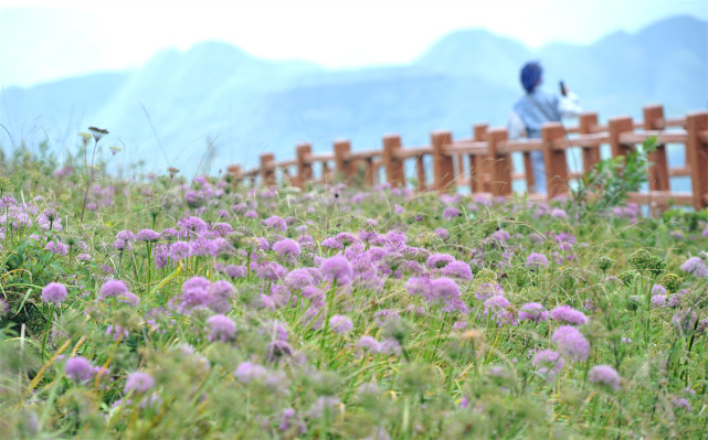 貴州赫章:十萬畝野生韭菜花盛開迎遊客