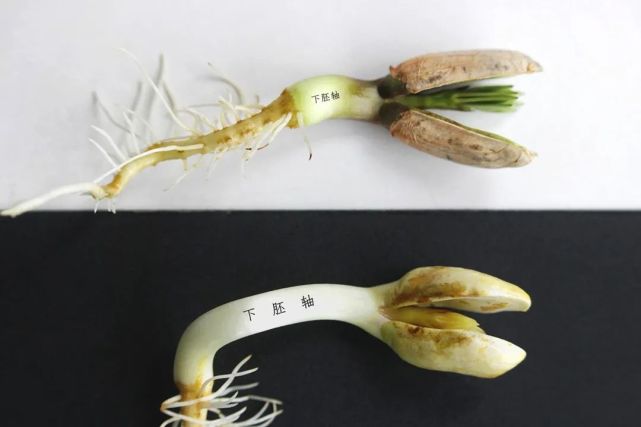 胚轴又可分为上,下两部分,其中下胚轴连接着子叶与根系,发芽过程中会