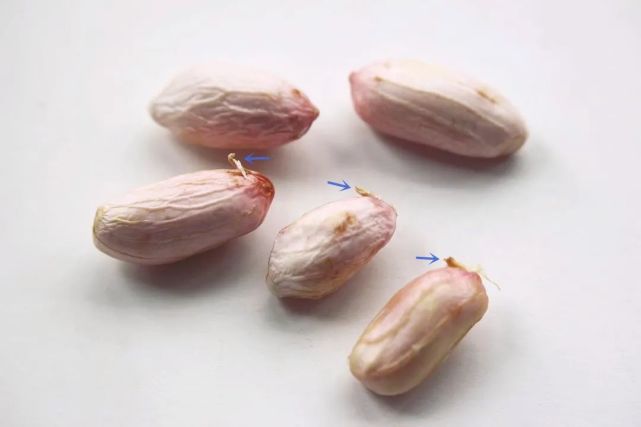 是花生种子在缺光(被蒙骗)条件下,为早日见到阳光而格外伸长的下胚轴