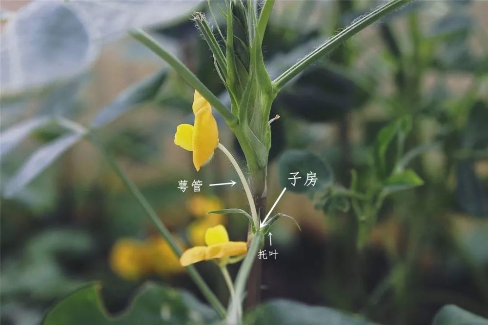 花生是怎么长出来的?_腾讯新闻