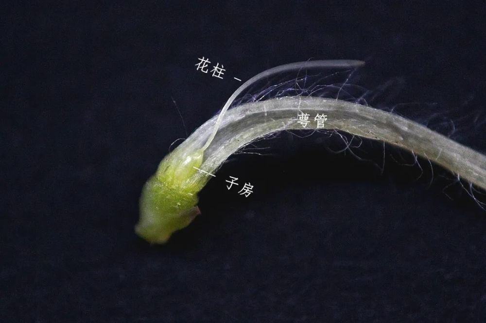 萼管纤长,子房掩藏在狭长的托叶中3.