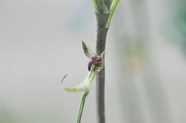 花生是怎么长出来的？_腾讯新闻