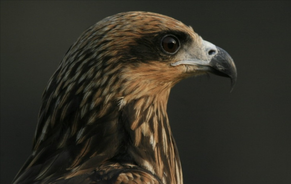 近千只老鹰盘旋南京上空居民称很少见反常行为因何出现