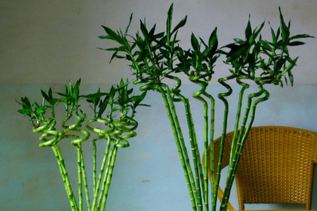 养转运竹,学会修剪"精细4招",枝叶又靓又大气,健康上档次