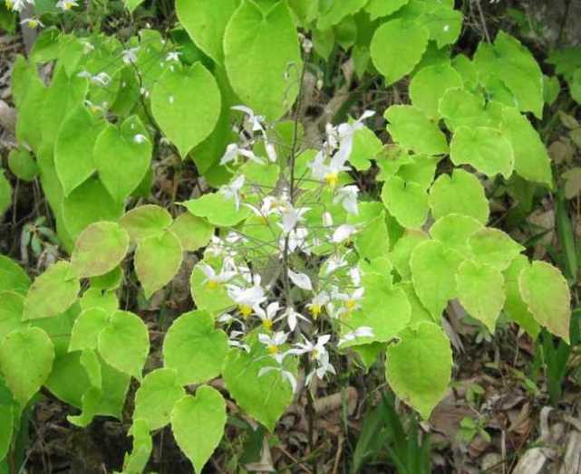 林下一種野草,開出小白花,少兒當盆栽養,不知是本草